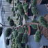 jgo 1.5-1.75 m buy online UK.