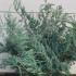Juniper Grey Owl or Juniperus Virginiana Grey Owl 60-80 cm buy online UK.