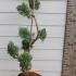 Juniper Grey Owl or Juniperus Virginiana Grey Owl 1.1-1.3 m buy online UK.