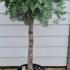 Juniper Grey Owl or Juniperus Virginiana Grey Owl 80-100 cm buy online UK.