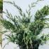 Juniperus Chinensis Blue Alps Chinese Juniper 70-90 cm buy online UK.