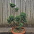 Juniperus Chinensis Blue Alps Cloud Tree 8433 - £850 Mature Specimen Japanese Maple