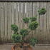 Juniperus Chinensis Blue Alps Cloud Tree 8435 - £850.00 Mature Specimen Japanese Maple