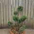 Juniperus Chinensis Blue Alps Cloud Tree 8436 - £850.00 Mature Specimen Japanese Maple