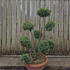  Juniperus Chinensis Blue Alps Cloud Tree 8434 - £850.00 Mature Specimen Japanese Maple
