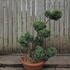 Juniperus Chinensis Blue Alps Cloud Tree 8432 - 750 Mature Specimen Japanese Maple
