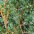 Juniperus Chinensis Blue Alps Chinese Juniper