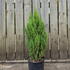 jcba 60-80 cm buy online UK.