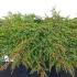 Juniperus Communis Green Carpet or Juniper Green Carpet 10-20 cm buy online UK.