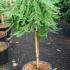 Juniperus Communis Greenmantle or Common Juniper grown as a topiary tree, for sale online UK.