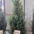 Juniperus communis Hibernica Irish Juniper 1.25-1.5 m buy online UK.