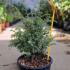 Juniperus communis Hibernica Irish Juniper 30-40 cm buy online UK.