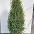 jch 1.25-1.5 m buy online UK.