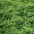 Juniperus Communis Repanda Juniper Repanda for Ground Cover