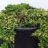 Juniperus Horizontalis Golden Carpet 10-20 cm buy online UK.