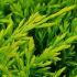 Juniperus Horizontalis Golden Carpet Creeping Juniper Buy UK delivery.