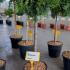 Juniperus Media Old Gold Juniper 1-1.2 m buy online UK.