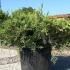 Juniperus Media Old Gold Juniper 80-100 cm buy online UK.