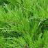 Mint Julep Juniper shrubs for sale online UK