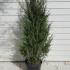 Juniper Moonglow. Juniperus Scopulorum Moonglow buy online, delivery UK