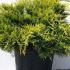 Juniperus Pfitzeriana Gold Coast Juniper 40-50 cm buy online UK.