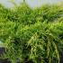 Juniperus Pfitzeriana Old Gold 60-80 cm buy online UK.