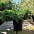 jpog 40-60 cm buy online UK.