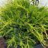 Juniperus Pfitzeriana Old Gold 30-40 cm buy online UK.