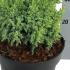 Juniperus Pingii Hulsdonk Yellow 10-20 cm buy online UK.