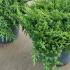 Juniperus Procumbens Nana 30-40 cm buy online UK.