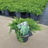 junipprocnana 20-30 cm buy online UK.