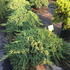junipprocnana 20-30 cm buy online UK.