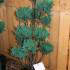 Juniperus scopulorum Moonglow Bonsai.
