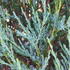 Juniperus Scopulorum Blue Arrow Rocky Mountain Juniper