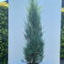jsba 1.75-2 m buy online UK.