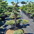 jsbc 1.5-1.75 m buy online UK.