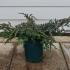 Juniperus Squamata Blue Carpet 10 cm buy online UK.