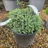 jqbs 5-10 cm buy online UK.