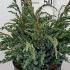 Juniperus Squamata Meyeri Flaky Juniper 30-40 cm buy online UK.