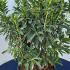 Kalmia Latifolia 50-60 cm buy online UK.