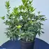 kalmia 60-80 cm buy online UK.