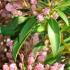 Kalmia Latifolia is just one of our quality flowering shrubs for sale online with UK delivery.