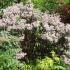 Kalmia Latifolia in flower for sale online UK delivery