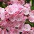 Kalmia Latifolia, Calico bush, pink flowering hardy shrub, buy online shrub specialist London, delivery throughout the UK.