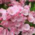 Kalmia Latifolia, Calico bush, pink flowering hardy shrub, buy online shrub specialist London, delivery throughout the UK.