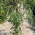 Kalopanax Septemlobus Maximowiczii or Tree Aralia 80-100 cm buy online UK.