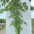 Kalopanax Septemlobus Maximowiczii or Tree Aralia 1.75-2 m buy online UK.