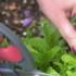 Kent And Stowe Garden Scissors   buy online UK.