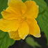 Kerria Japonica Golden Guinea Japanese Rose