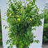 kjgg 1-1.25 m buy online UK.